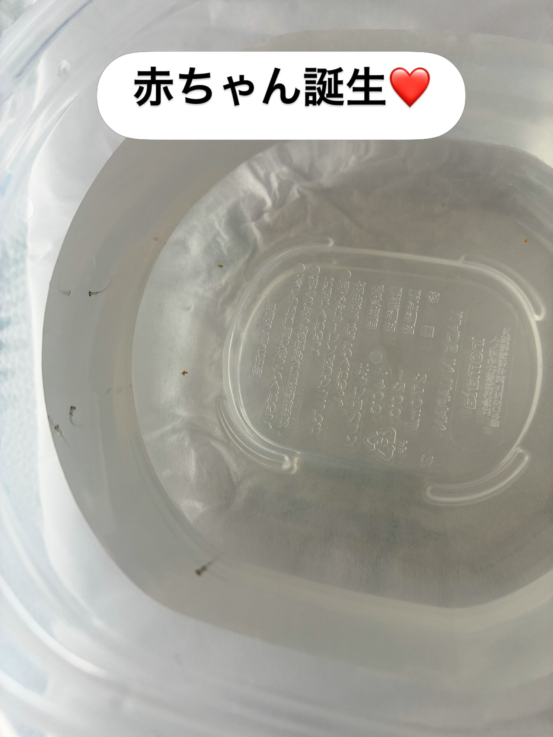 #今日のめだか 