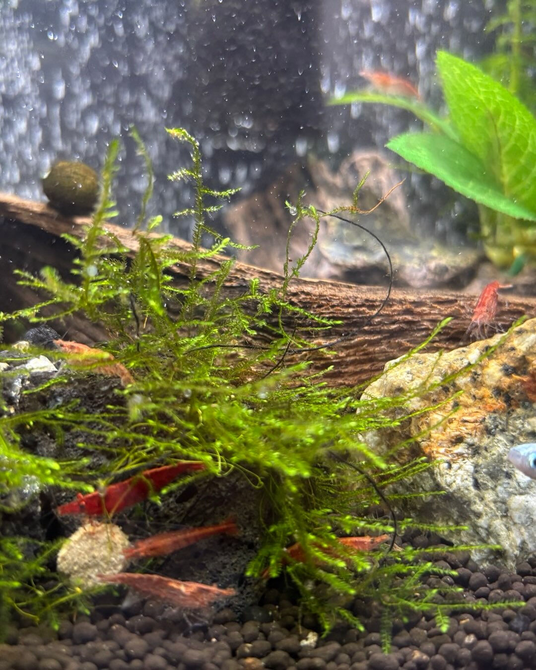 えび🦐さん祭り☺️