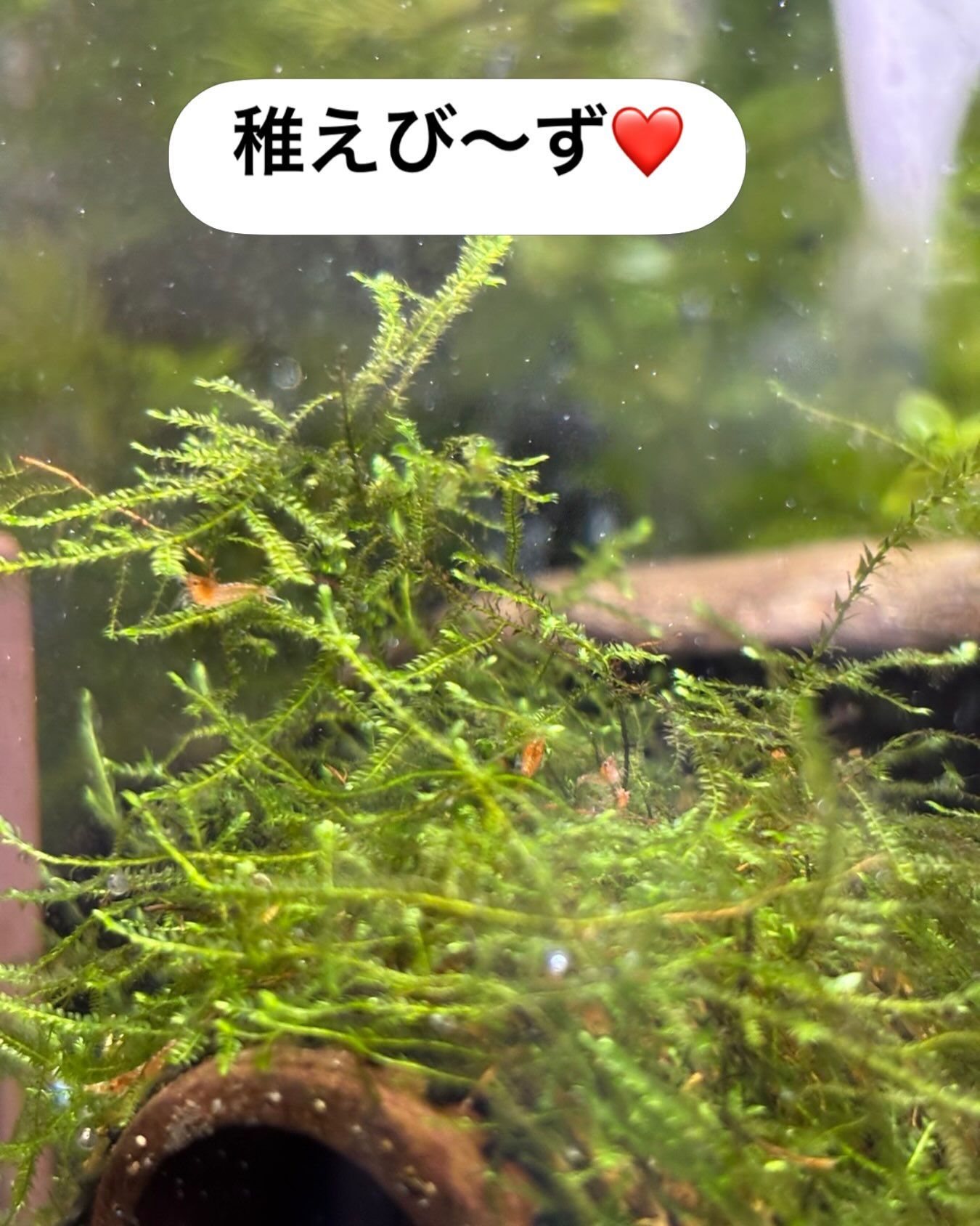 稚えび〜ず　少し大きくなりました❤️