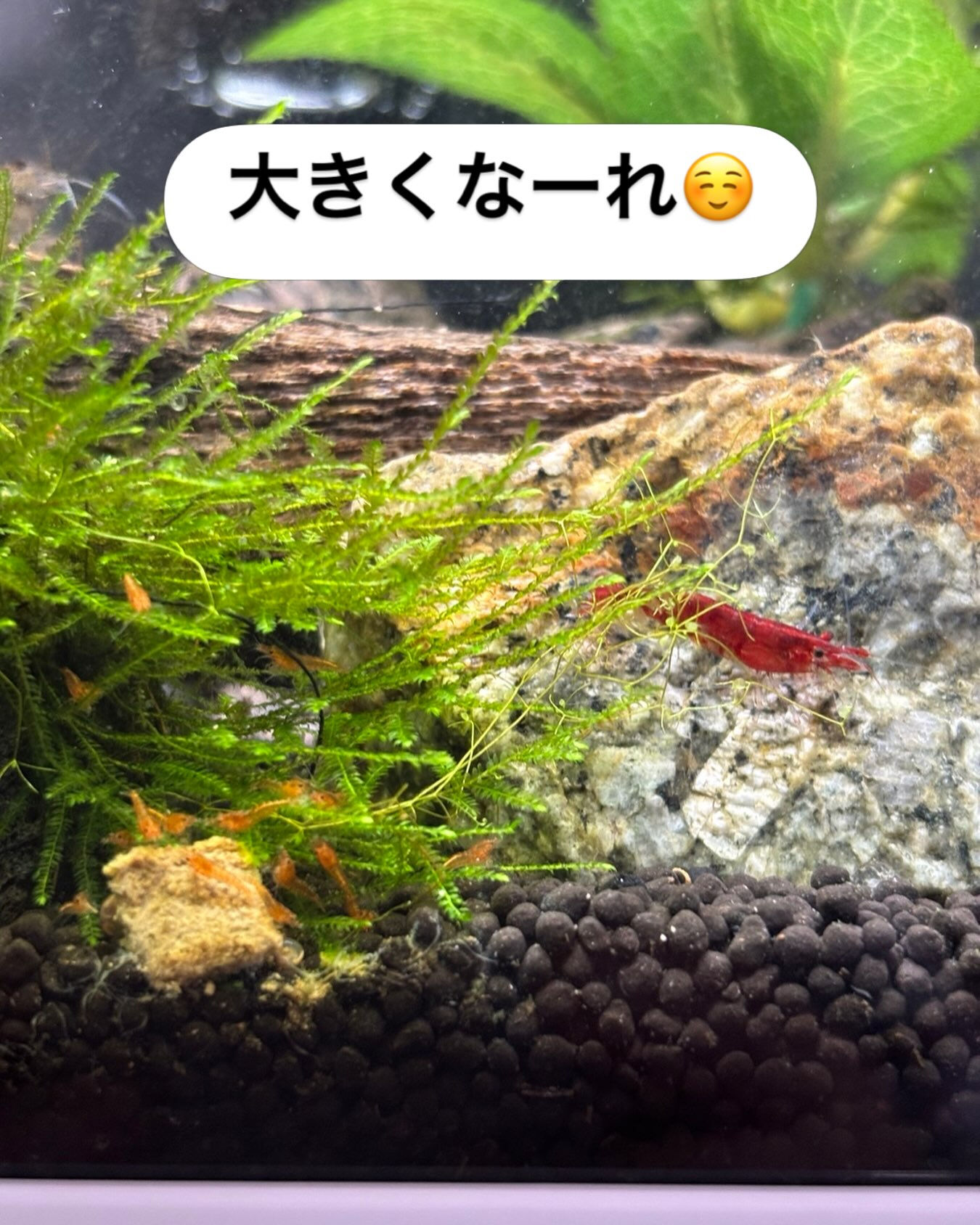 稚えび〜ず食事中😊